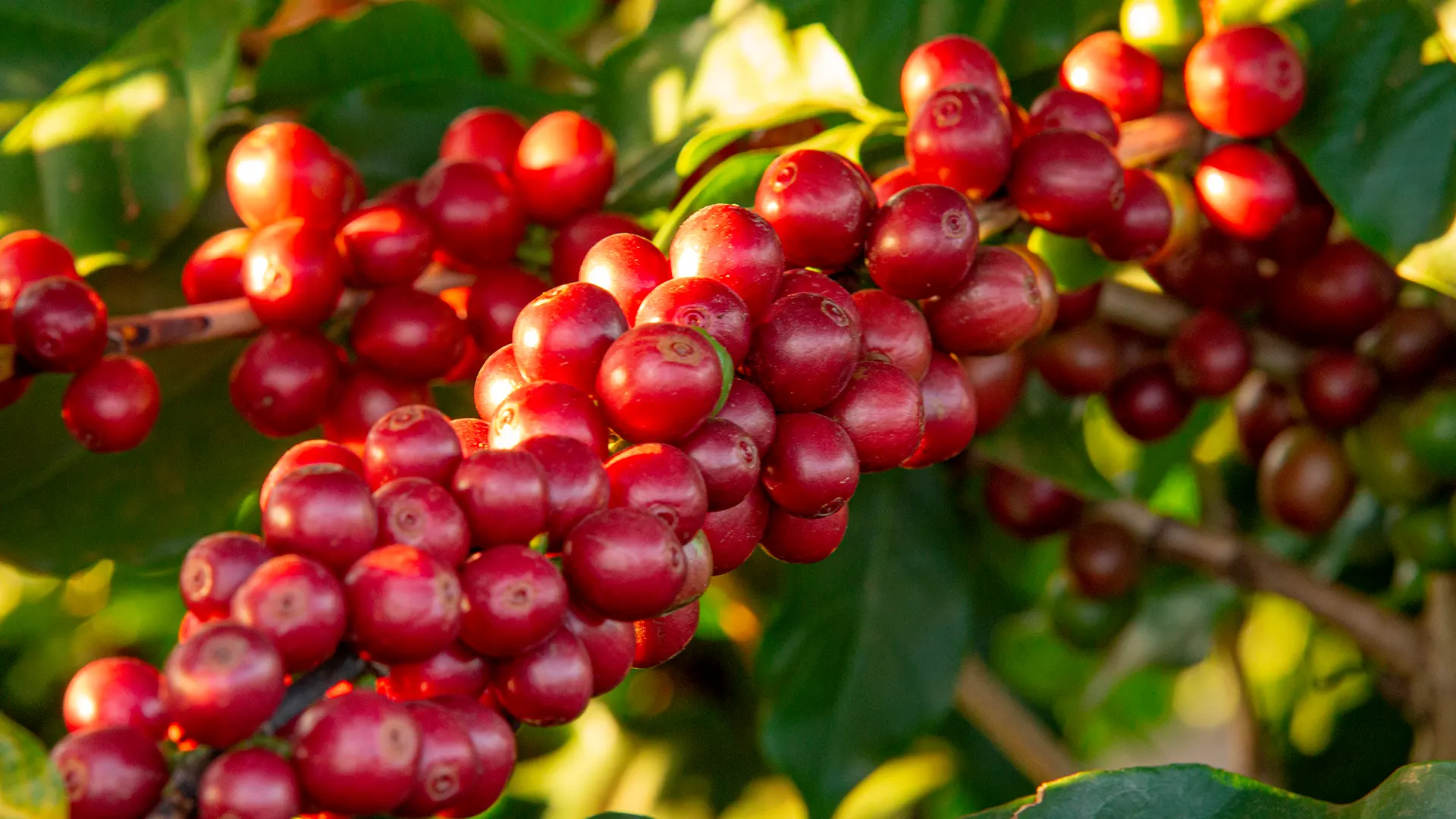 Coffee bean filling stage